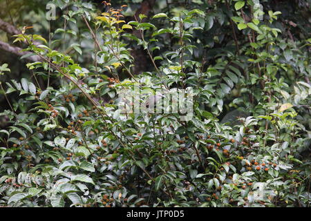 Verde-fatturati malkoha (Phaenicophaeus tristis) in Tapan Road, Sumatra, Indonesia Foto Stock