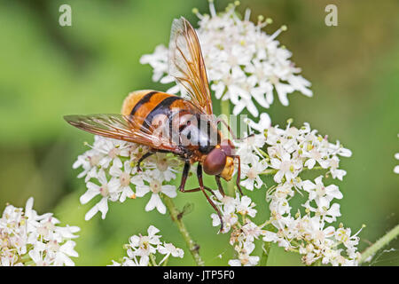 Hornet maschio-imitare Hoverfly alimentare sulla mucca prezzemolo Foto Stock