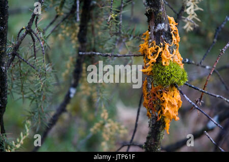 Il Cedar-apple ruggine sul ginepro Foto Stock