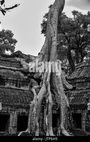 Radici di Tetrameles nudiflora, noto come "Tomb Raider Tree", coprire un muro del cortile interno, Ta Prohm, Angkor, Siem Reap, Cambogia: bianco/nero Foto Stock