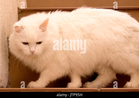 Cat. Bella bianca animale domestico. Angora turco. Foto Stock