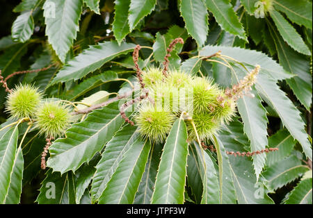 In crescita verde spiked castagne conkers su albero da vicino con foglie; Regno Unito Foto Stock