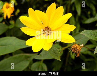 Giallo crescente selvatici singolo dahlia fino vicino; Regno Unito Foto Stock