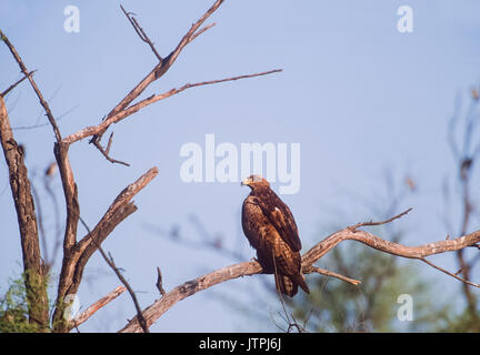 Steppa Eagle,(Aquila nipalensis), arroccato nella struttura ad albero, Keoladeo Ghana National Park, Bharatpur Rajasthan, India Foto Stock