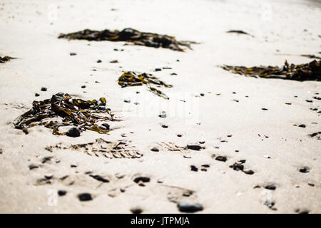 Close up di un po' di sabbia con alghe marine ed una impronta che coprono alcune delle foto. piccole pietre sono tutti sopra la foto Foto Stock