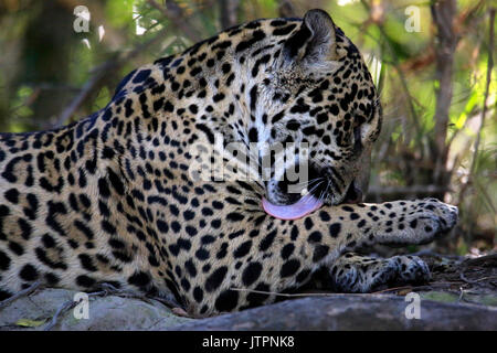Close-up di una Jaguar giacente sul terreno, leccare la sua gamba. Pantanal, Brasile Foto Stock