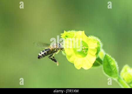 Bee raccoglie il nettare dai fiori della fioritura del tabacco Foto Stock