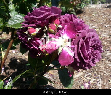 Sofisticato Violetta marea di declino Rose Foto Stock