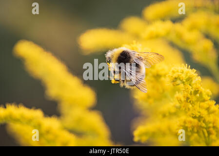 Bumblebee bee per raccogliere il polline da fiori gialli in Leicester Foto Stock