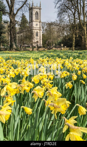 St Mary Magdalene's Church circondato da narcisi, Stapleford Park Country House and Hotel, Melton Mowbray, Leicestershire Regno Unito Foto Stock