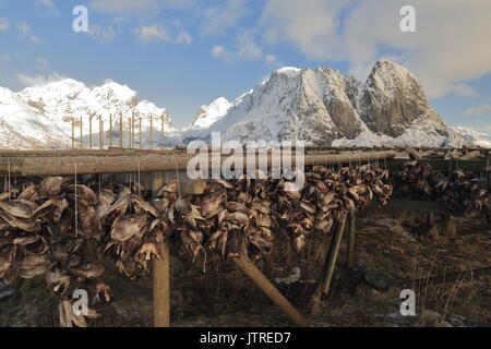 Cod capi appesi da una a forma di essiccatori di legno nella fredda aria invernale per diventare baccalà. Supporti Vorfjorden circostante in background. Rundkulten-Sakrisoy Foto Stock