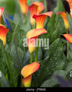 Zantedeschia aethiopica noto anche come Calla Lily e Arum lily Foto Stock