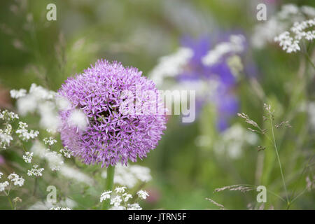 Allumi in un giardino cottage, England, Regno Unito Foto Stock