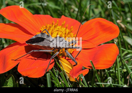 Ruota o bug assassin bug su Tithonia diversifolia fiore. Assassin bug è nella famiglia Reduviidae. Foto Stock