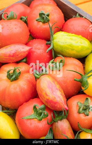 Pomodori, Solanum lycopersicum, 'Suncherry sorriso", "Green Tiger', 'arrossire Tiger', 'Rosa Tiger' e 'paese gusto". Foto Stock