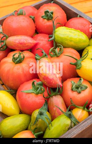 Pomodori, Solanum lycopersicum, 'Suncherry sorriso", "Green Tiger', 'arrossire Tiger', 'Rosa Tiger' e 'paese gusto". Foto Stock