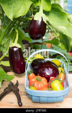 Di melanzana (Solanum melongena); aubergine; ibrido F1; in trug con pomodori Foto Stock