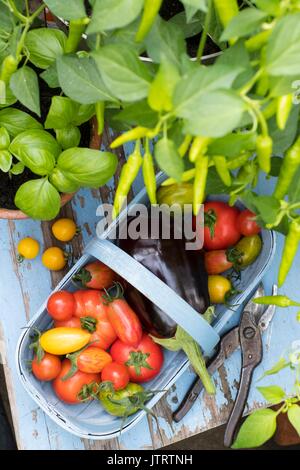 Di melanzana (Solanum melongena); aubergine; ibrido F1; in trug con pomodori Foto Stock