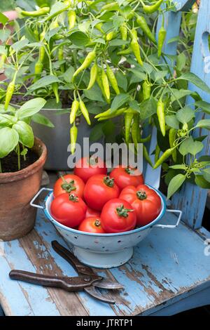 Pomodori di serra, Solanum lycopersicum, 'paese gusto". Foto Stock