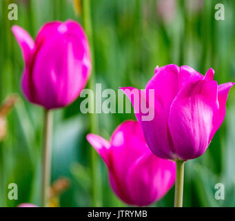 Tre tulipani viola in un campo Foto Stock