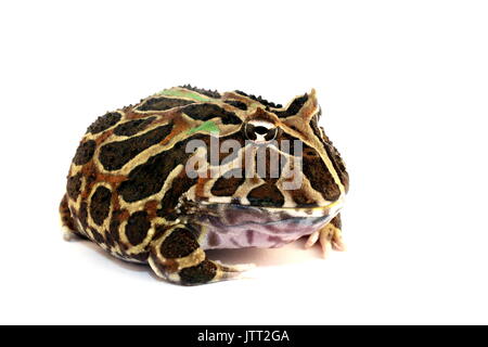 Cranwell della rana cornuta, Ceratophrys cranwelli, femmina adulta Pacman argentino Rana su sfondo bianco, Captive Foto Stock