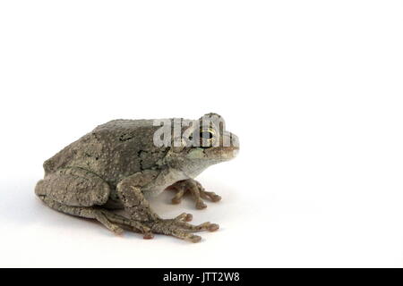 Grigio orientale raganella, Hyla versicolor, Treefrog grigio su sfondo bianco, prigionieri come Copes Treefrog grigio, Hyla chrysoscelis origine USA Foto Stock