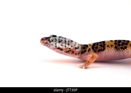 Leopard Gecko, Eublepharis macularius, colpo di testa di novellame di lucertola contro uno sfondo bianco, Pakistan, Captive Foto Stock