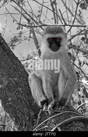 Bianco e nero vervet monkey su un ramo Foto Stock