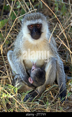 Vervet madre che nutre il suo bambino in Africa orientale Foto Stock