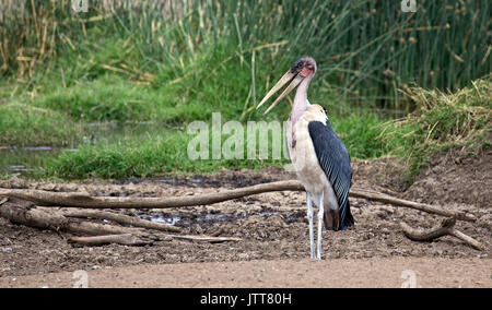 Marabou stork prendere nel parco nazionale del Serengeti Foto Stock