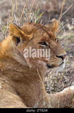 Wild leoncello ritratto preso in Africa orientale Foto Stock