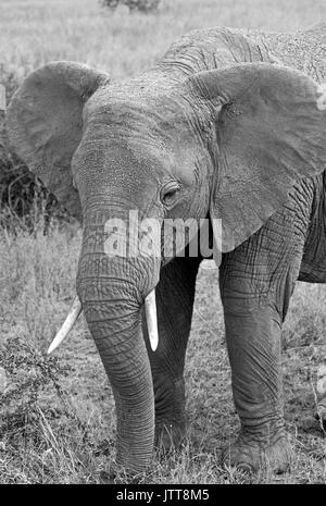 L'elefante nella savana, in bianco e nero Foto Stock