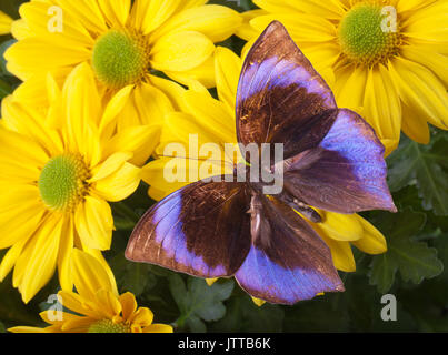 Il Saturn Butterfly (Zeuxidia amethystus amethystus) il crisantemo giallo Foto Stock