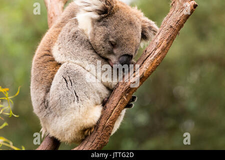 Sleeping koala nella struttura ad albero di gomma Foto Stock