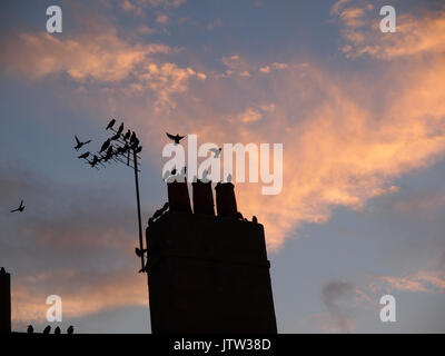 Sheerness, Kent. 10 Ago, 2017. Regno Unito Meteo: uno splendido tramonto dorato e sky ha segnato la fine della giornata. Credito: James Bell/Alamy Live News Foto Stock