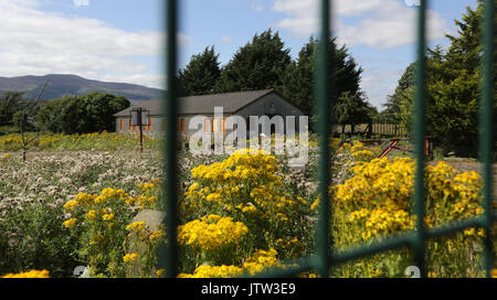 Newry, Irlanda del Nord. Il 10 agosto 2017. Un vecchio abbandonato irlandese ufficio doganale è visto sul confine tra la Repubblica di Irlanda e Irlanda del Nord appena fuori Newry, Co Down. Credito : Laura Hutton/Alamy Live News. Foto Stock