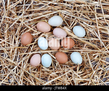 Organici di uova crude in diversi colori naturali su paglia e legno per vacanze di Pasqua sfondo Foto Stock