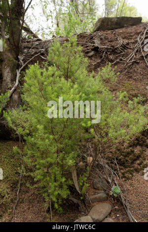 Un impianto in Anaga parco rurale a Tenerife, Canarie Foto Stock