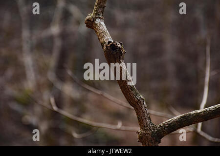 Oak Tree Branch Foto Stock