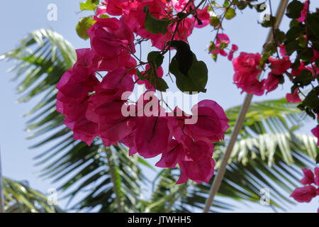 Fiori di bouganville in Santa Cruz de Tenerife, Isole Canarie, con un cielo blu come sfondo Foto Stock