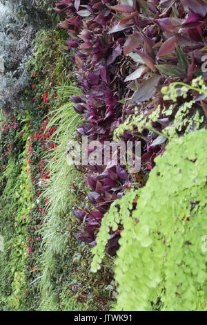Una vista ravvicinata di differenti tipi di piante ornamentali, di foglie e di erba in posizione verticale Foto Stock
