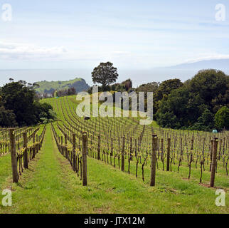 Verticale vigna vista panoramica a Stony pastella sull isola di Waiheke, Auckland, Nuova Zelanda Foto Stock