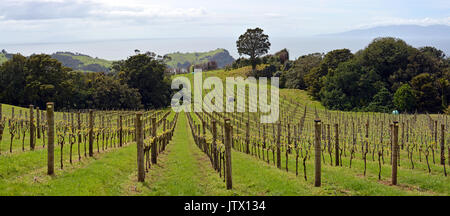 Vigneto vista panoramica a Stony pastella sull isola di Waiheke, Auckland, Nuova Zelanda Foto Stock