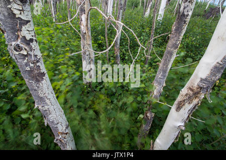 Albero morto tronchi riposare ancora come il vento gioca con il sottobosco. Foto Stock