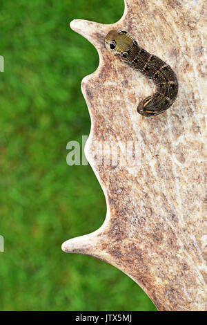 Elephant Hawk Moth Caterpillar (Deilephila elpenor) in appoggio sul corno di cervo Foto Stock