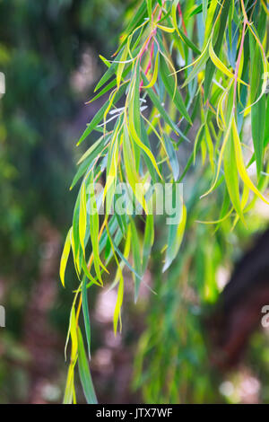 Primo piano della pianta jarrah (eucalipto marginata) Foto Stock