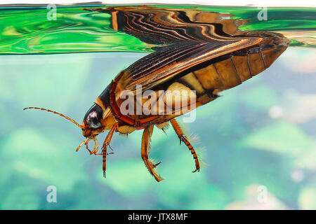 Grande Diving Beetle, dytiscus marginalis, adulto in acqua, Normandia Foto Stock