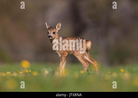 Il Capriolo Capreolus capreolus, Foan con fiori, Normandia Foto Stock