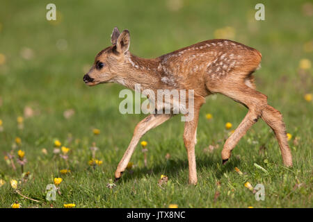 Il Capriolo Capreolus capreolus, Foan con fiori, Normandia Foto Stock