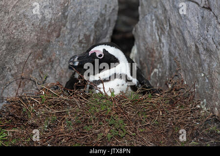 JACKASS PENGUIN O AFRICANO PENGUIN Spheniscus demersus, adulti meditabondo, seduta sul nido, BETTY'S BAY IN SUD AFRICA Foto Stock